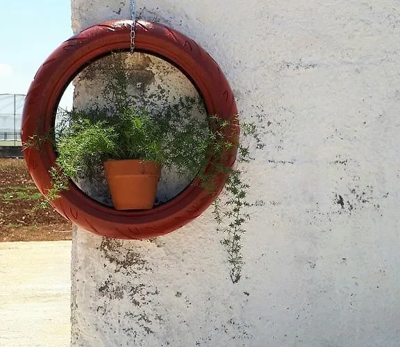 Rosalba * 폴리나노 아마레