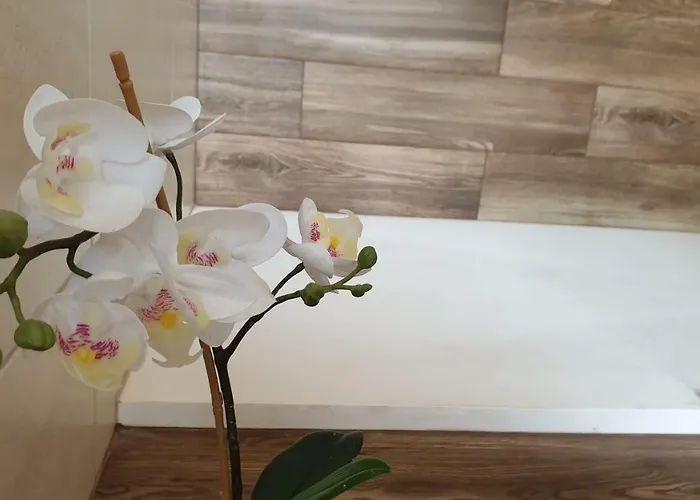 Rosalba * 폴리나노 아마레